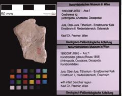 Foto (Objekt + Etiketten) von Konidromites gibbus (Reuss 1858) (NHMW-GEO-1990-0041-0265)